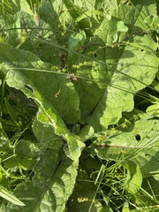 Verbascum