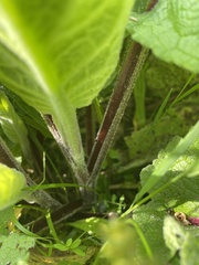 Verbascum