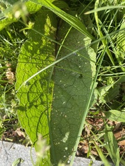 Verbascum