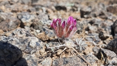 Astragalus laguroides