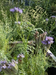 Phacelia tanacetifolia