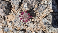 Astragalus laguroides