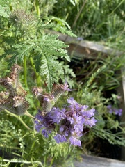 Phacelia tanacetifolia