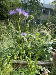 Phacelia tanacetifolia