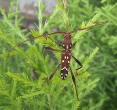 Clytocera chionospila