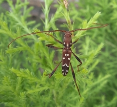 Clytocera chionospila