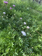 Paeonia