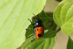 Cryptocephalus bipunctatus
