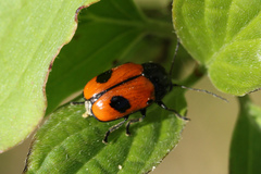 Cryptocephalus bipunctatus