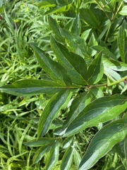 Paeonia