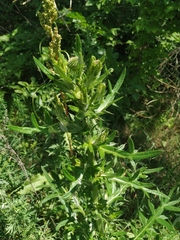 Cirsium ciliatum