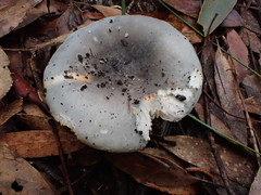 Russula iterika
