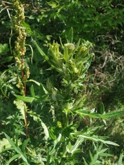 Cirsium ciliatum