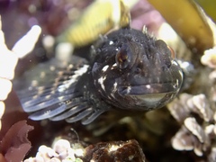 Clinocottus globiceps
