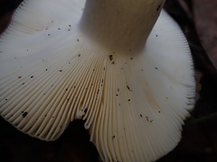 Russula iterika