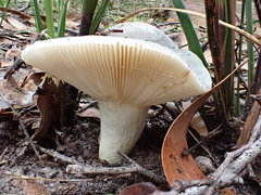 Russula iterika