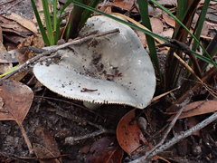 Russula iterika