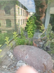 Lysimachia vulgaris