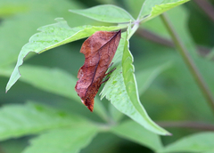 Oraesia emarginata