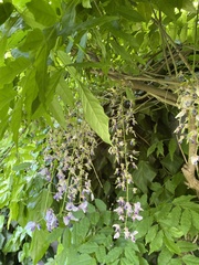 Wisteria