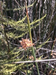 Juncus textilis