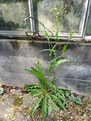 Sonchus