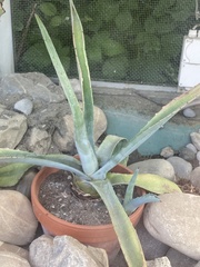 Agave americana