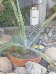 Agave americana