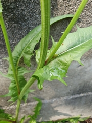 Sonchus