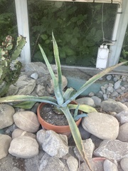 Agave americana