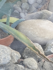 Agave americana