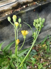 Sonchus