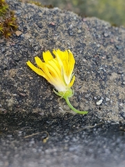 Sonchus