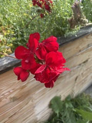 Pelargonium