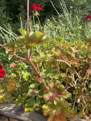 Pelargonium