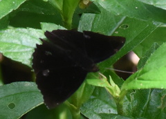 Rohana