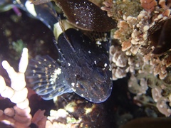 Clinocottus globiceps