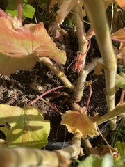 Pelargonium
