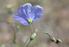 Linum squamulosum