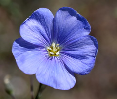Linum squamulosum