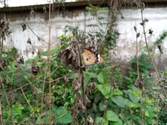 Danaus chrysippus
