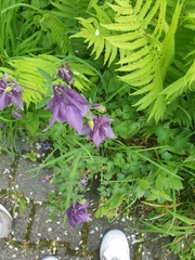 Aquilegia vulgaris