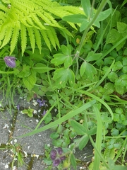 Aquilegia vulgaris