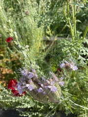 Phacelia tanacetifolia