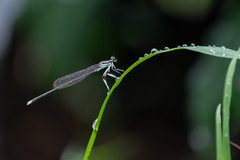 Pseudocopera ciliata