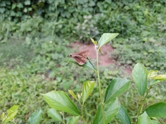 Parnara