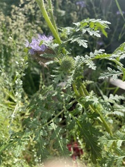Phacelia tanacetifolia