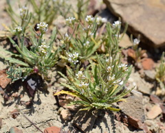 Neotorularia torulosa