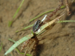 Ochterus