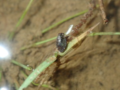 Ochterus
